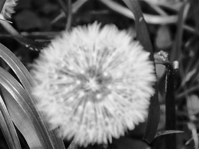 dandelion 2