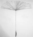 dandelion 3