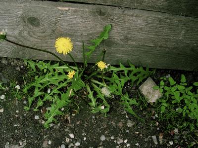 dandelion1
